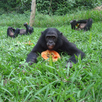Bonobos enjoying Papayas